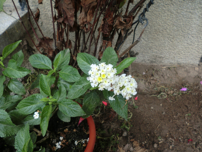 CIMG7623 - FLORILE  ANULUI  2011