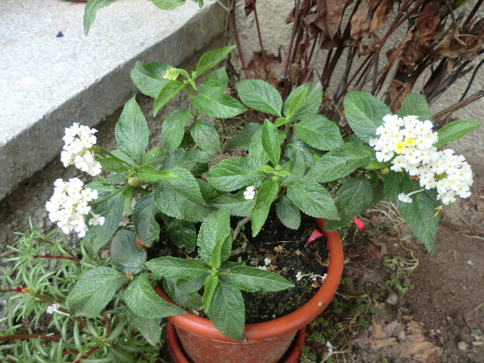 CIMG7624 - FLORILE  ANULUI  2011
