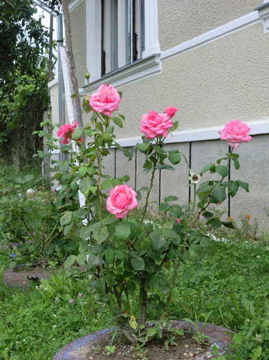 CIMG7638 - FLORILE  ANULUI  2011