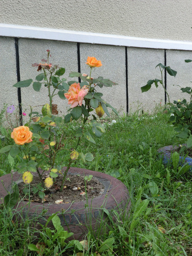 CIMG7639 - FLORILE  ANULUI  2011