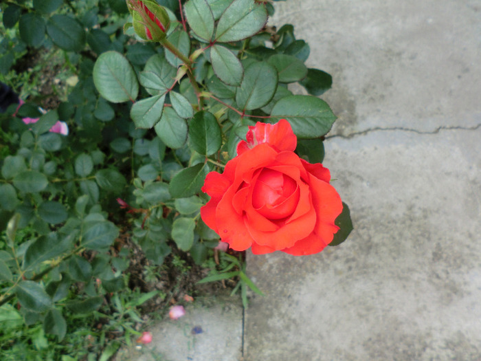 CIMG7616 - FLORILE  ANULUI  2011