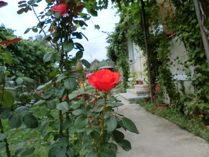 CIMG7617 - FLORILE  ANULUI  2011