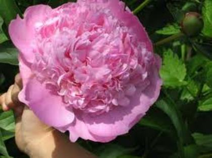 images (24) - poze roz