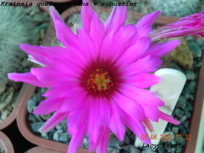 Krainzia quelzowiana v robustior - cactusi 2011