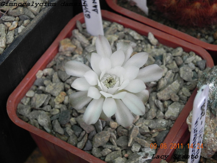 Gymnocalycium damsii - cactusi 2011