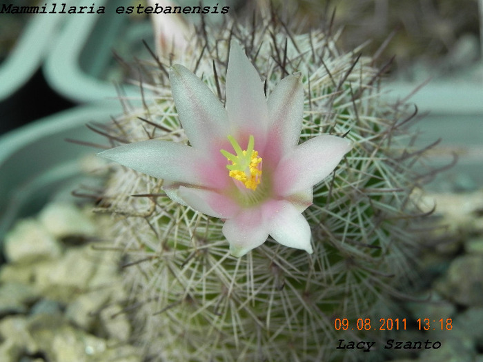 Mammillaria estebanensis - cactusi 2011
