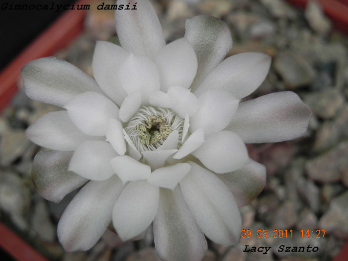 Gymnocalycium damsii - cactusi 2011
