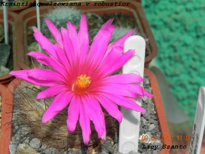 Krainzia quelzowiana v robustior