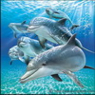 sunlit-dolphins - avatare messenger
