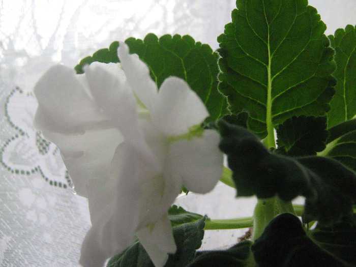  - gloxinia Madonna  alba dubla 2011