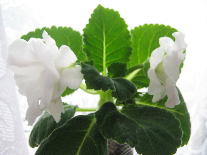  - gloxinia Madonna  alba dubla 2011