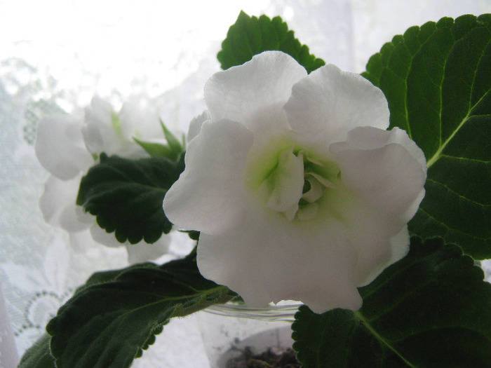  - gloxinia Madonna  alba dubla 2011