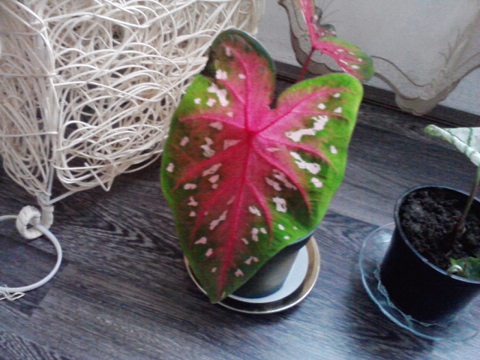 P110811_10.25_[02] - caladium