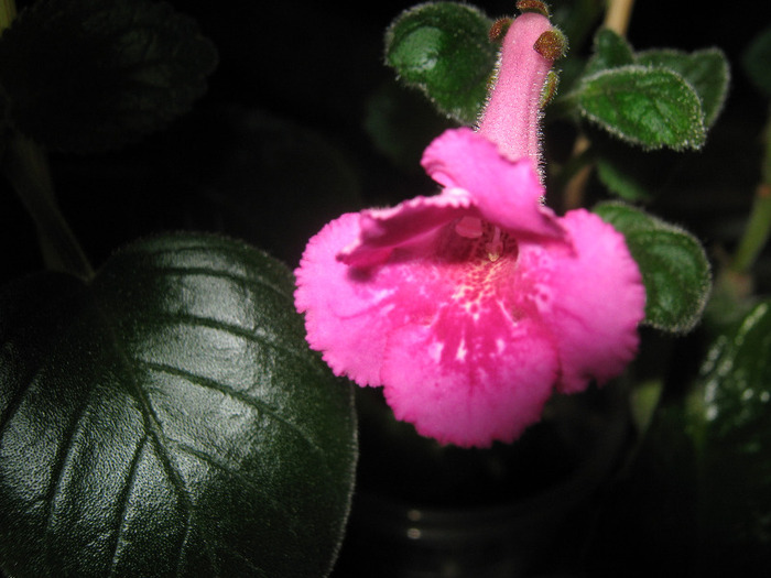  - sinningia Fuchsia Treasure