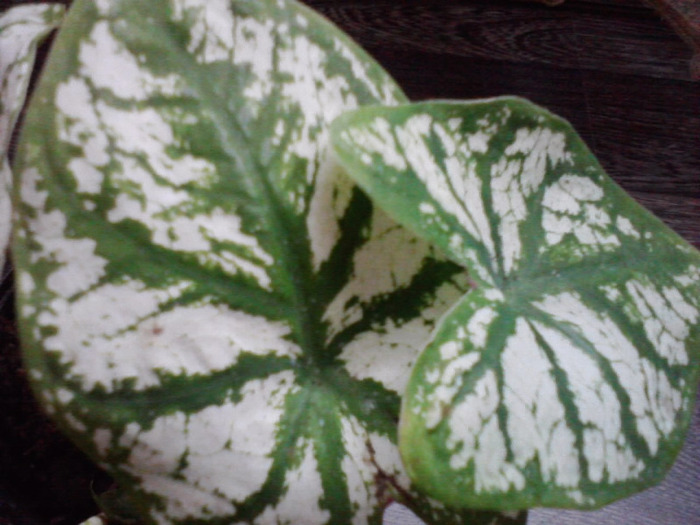 P110811_10.26_[01] - caladium