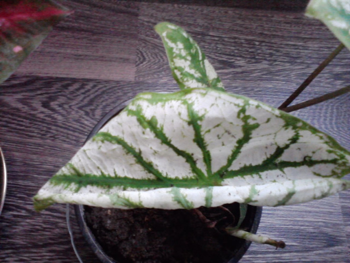 P110811_10.26_[03] - caladium