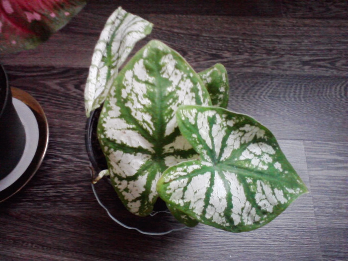 P110811_10.26_[04] - caladium