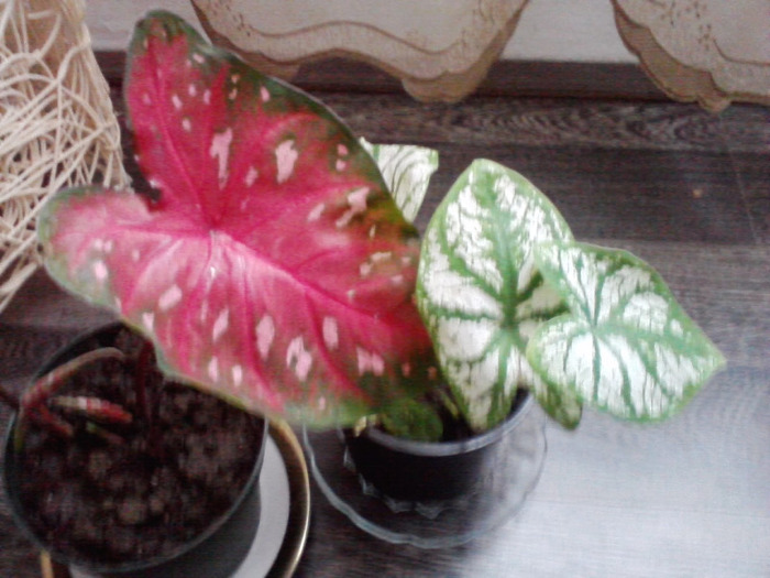 P110811_10.26_[06] - caladium