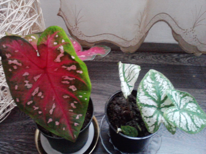 P110811_10.27 - caladium