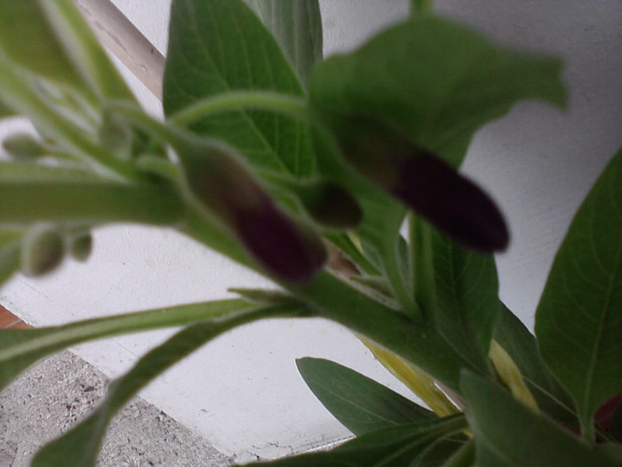 P110811_10.57 - acnistus australis- cu floare mov