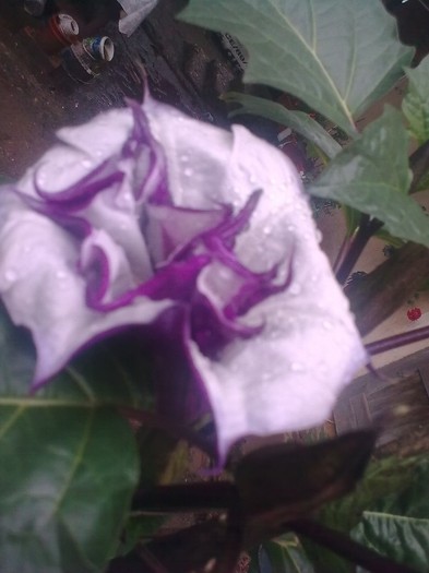 Datura mov cu fl.dubla - Brugmansii-2011