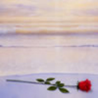 ocean-rose - avatare messenger