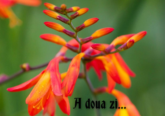 A doua zi...