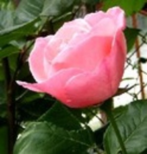 0R2HLZ3L8GM300OXKIU1OPW0J - poze roz