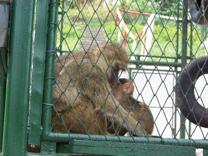 100_2524 - Zoo Brasov