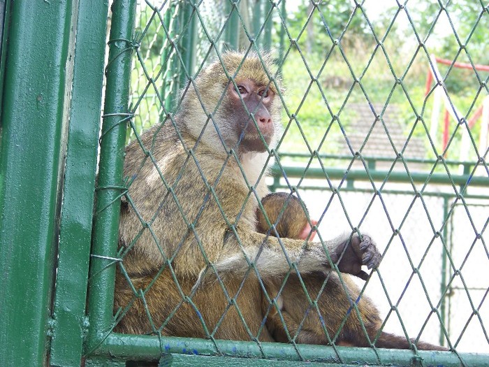 100_2528 - Zoo Brasov