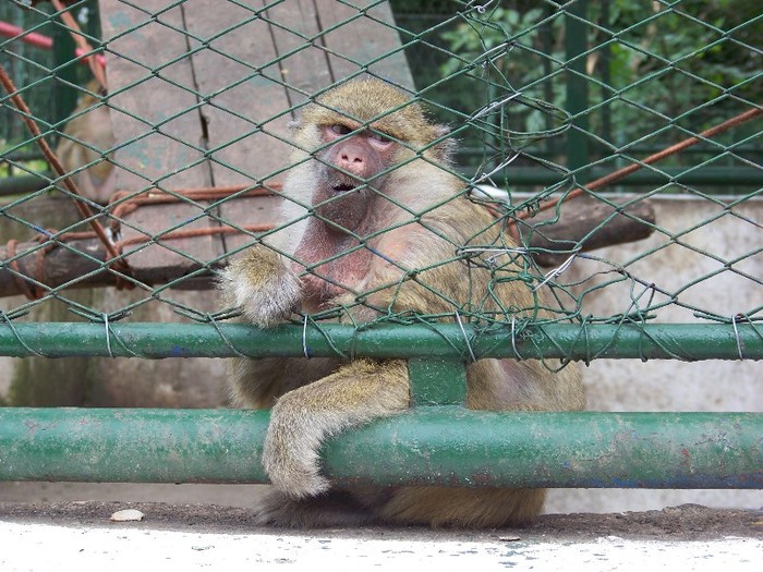 100_2529 - Zoo Brasov