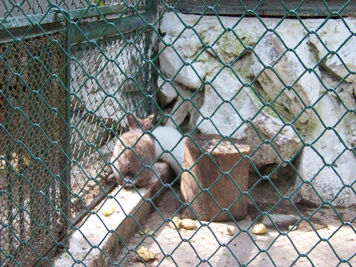 100_2540 - Zoo Brasov