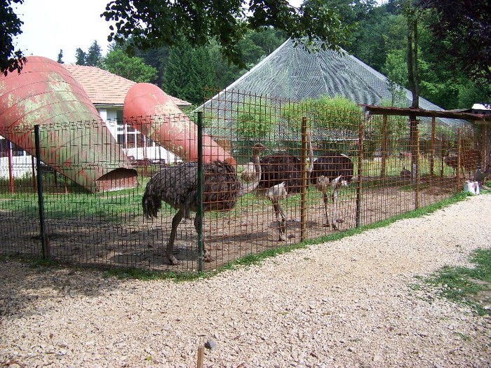100_2541 - Zoo Brasov