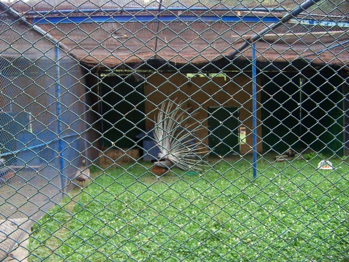 100_2553 - Zoo Brasov