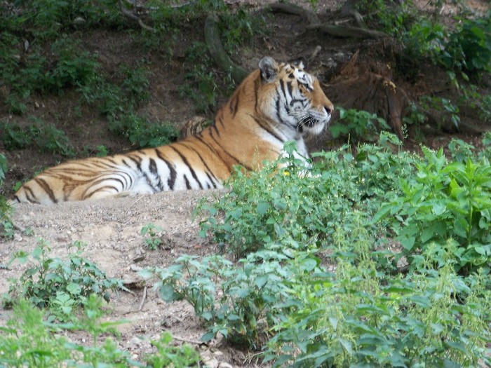 100_2574 - Zoo Brasov