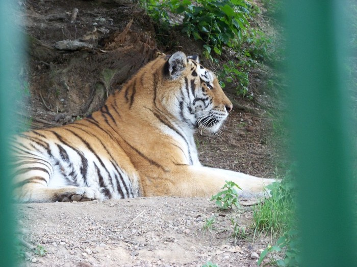 100_2575 - Zoo Brasov