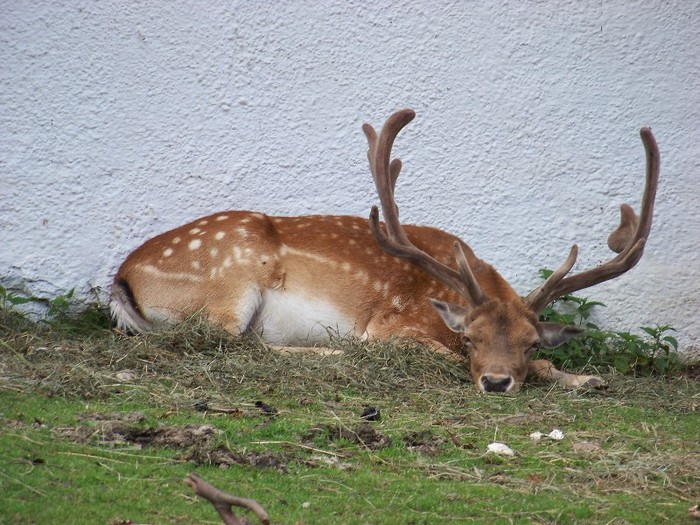 100_2596 - Zoo Brasov