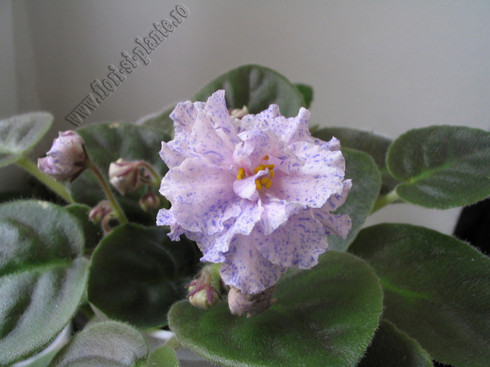 Saintpaulia RS-Morskaya Princessa