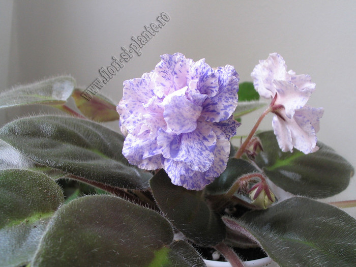 Saintpaulia RS-Morskaya Princessa