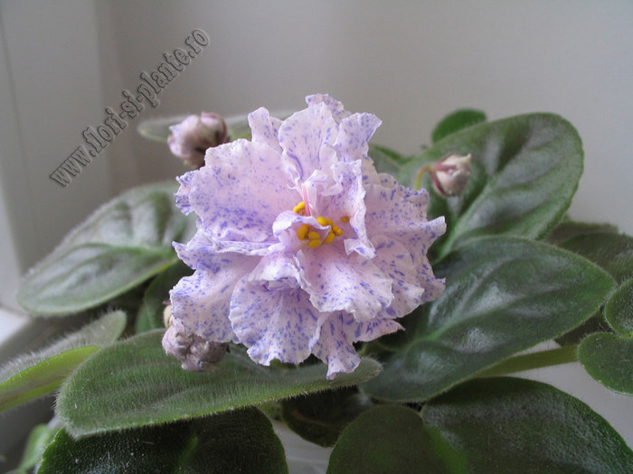 Saintpaulia RS-Morskaya Princessa