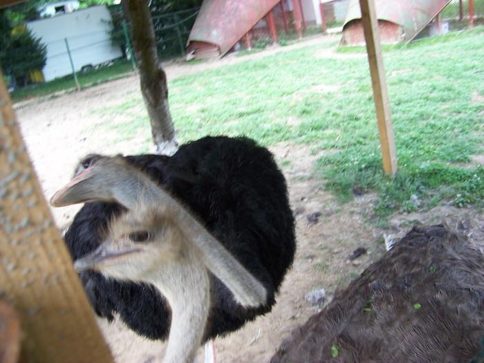 100_2630 - Zoo Brasov