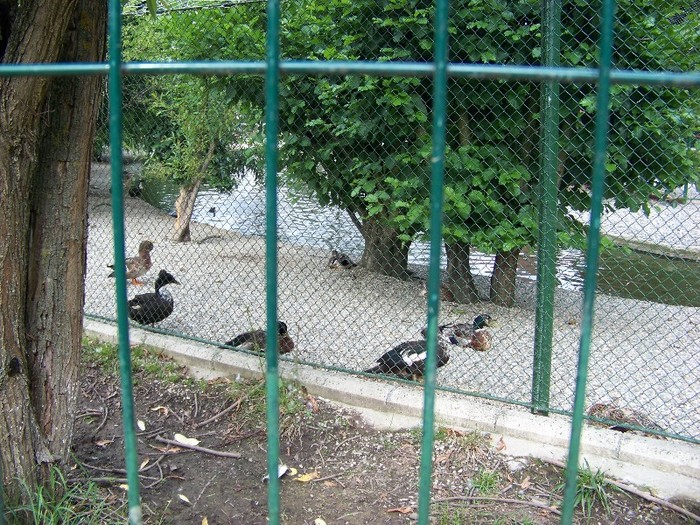 100_2636 - Zoo Brasov