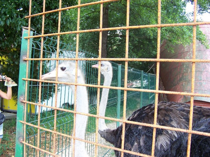 100_2642 - Zoo Brasov