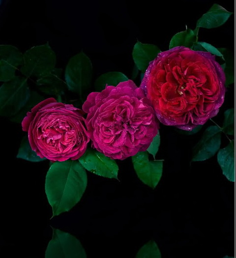 roses