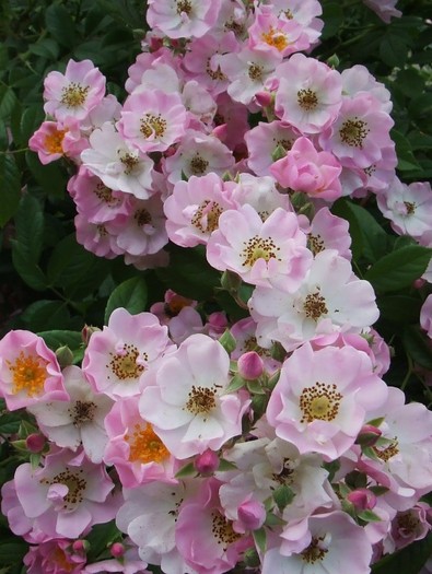 aplle blosom