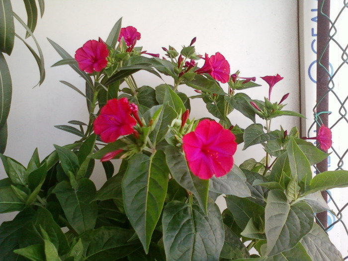 mirabilis jalapa-barba imparatului; mirabilis jalapa(barba imparatului) cu flori ciclam
