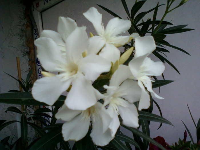 leandru alb-simplu - florile mele