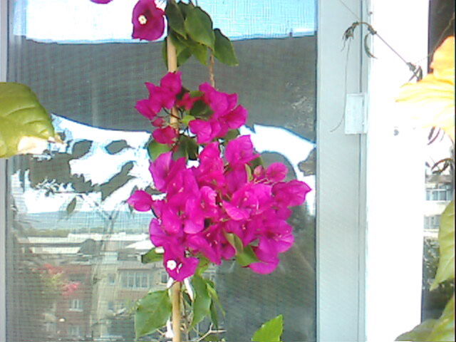 bougainvillea - florile mele