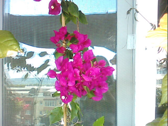 bougainvillea; bougainvillea cu floare roz- colectia mea
