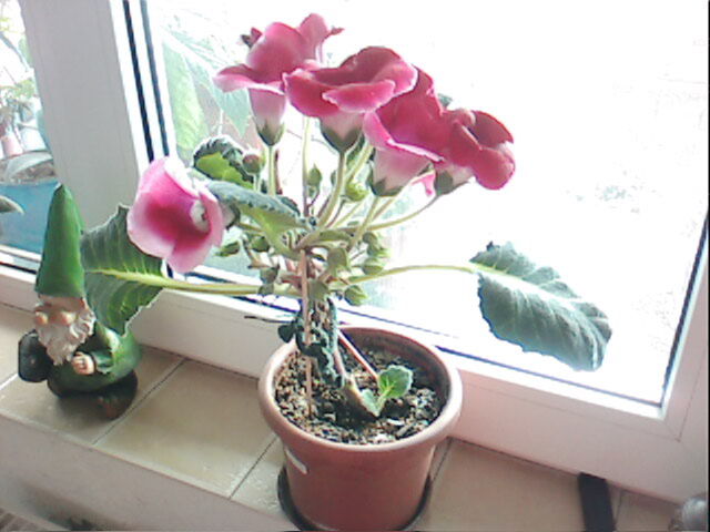 gloxinia; gloxinia cu flori simple roz-colectia mea
